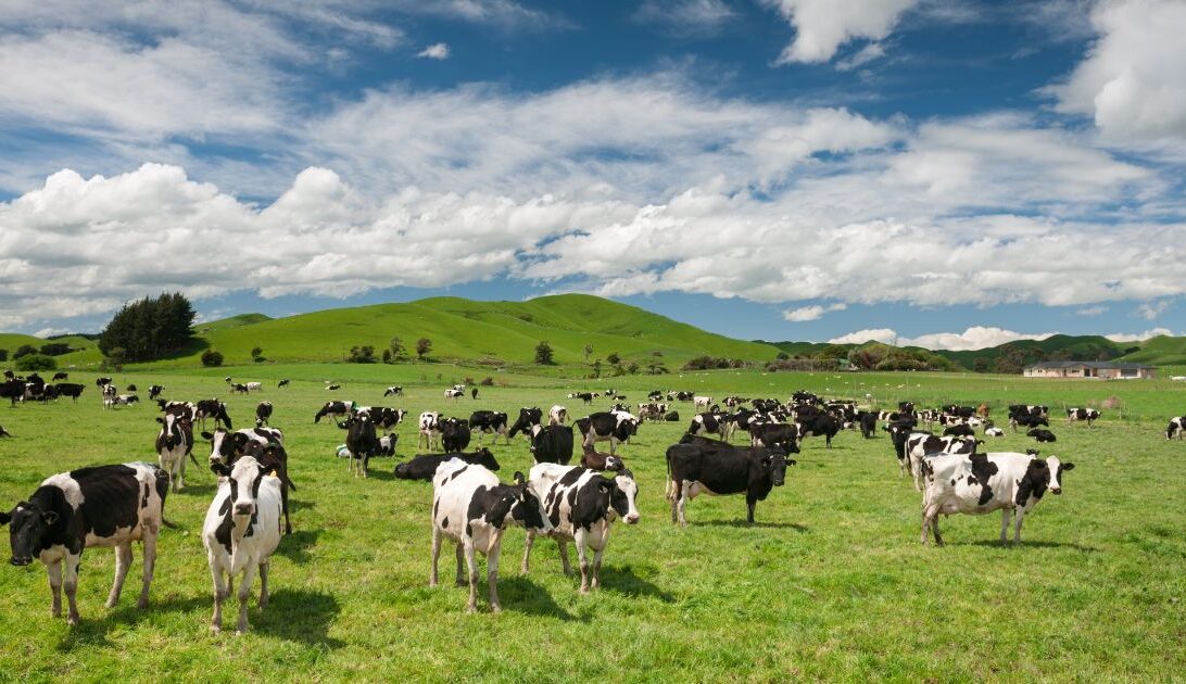 Milchkühe auf der Weide in Neuseeland