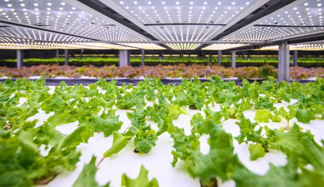 Salatanbau Vertical Farming