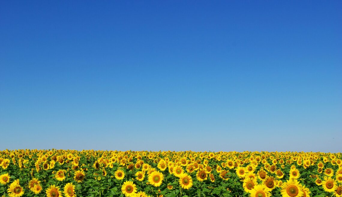 Sonnenblumenfeld