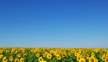 Sonnenblumenfeld