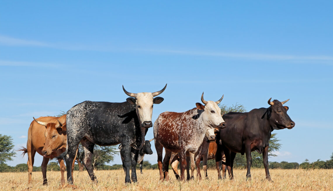 Rinder in Südafrika