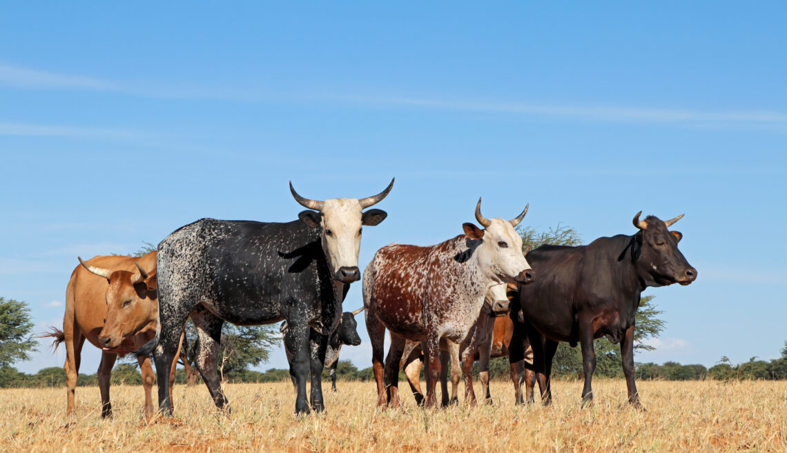 Rinder in Südafrika